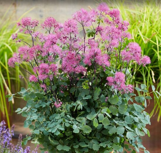 Zemais ozolīšu saulkrēsliņš 'Little Pinkie'